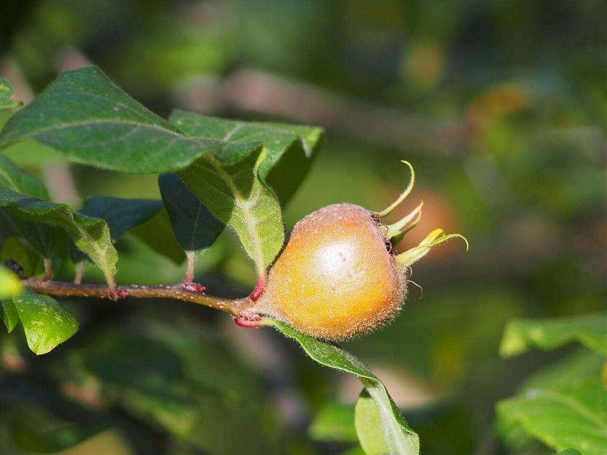 Aubépine chimère