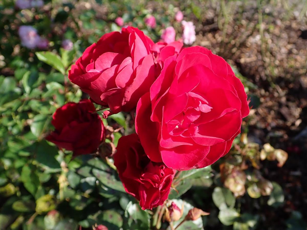 Rosier 'Lagerfeuer'