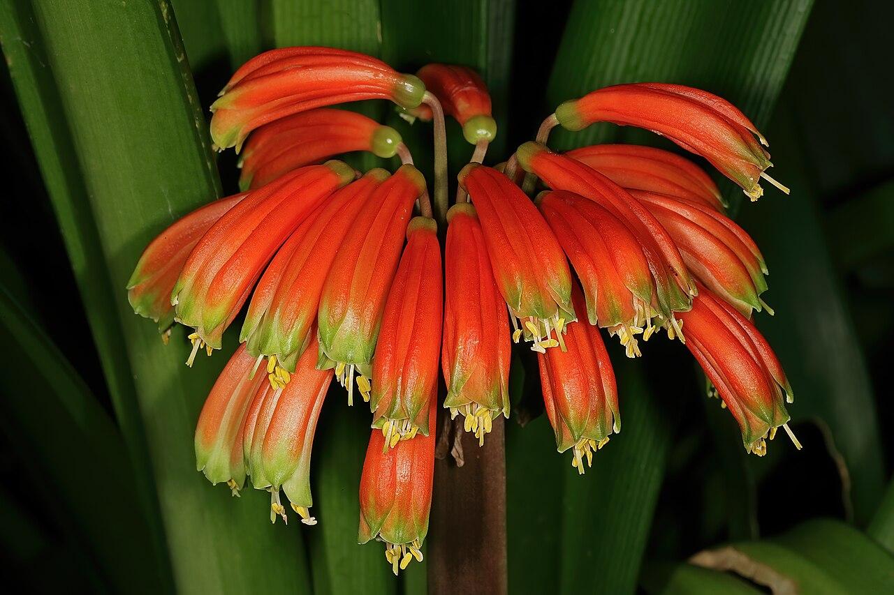 Clivia gardenii