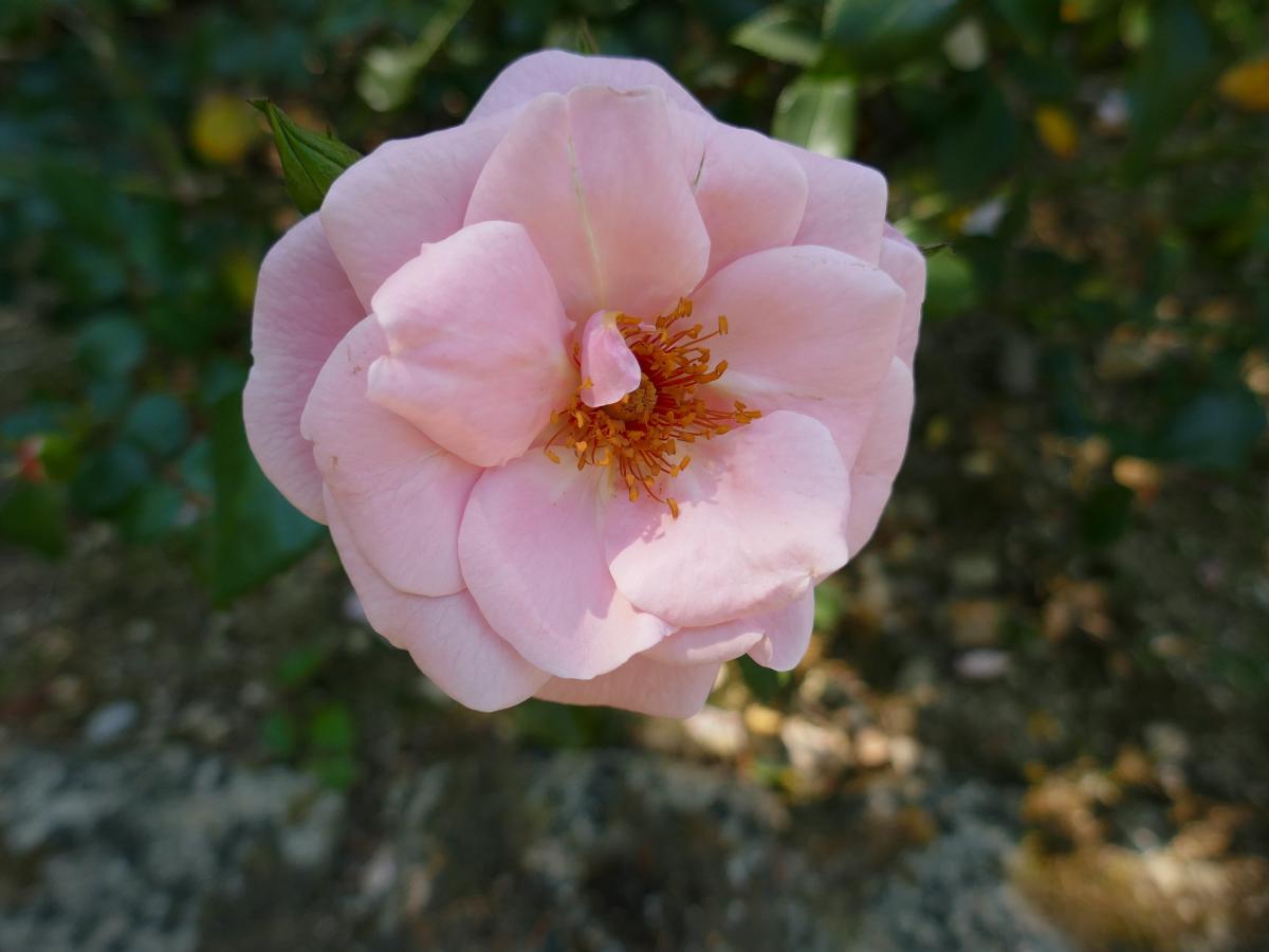 Rosier 'Leona'