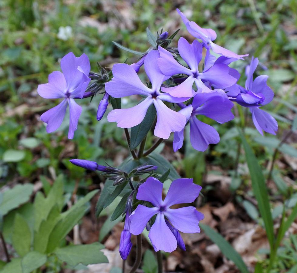 Phlox bleu