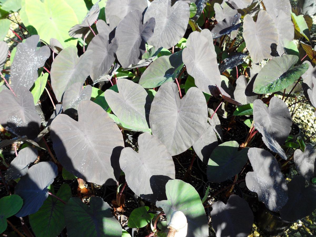 Colocasia Madeira