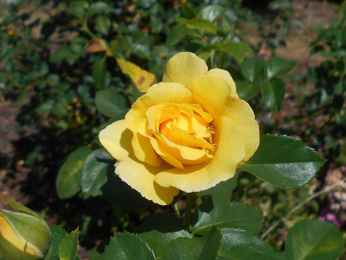 Rosier 'Lichtkönigin Lucia'