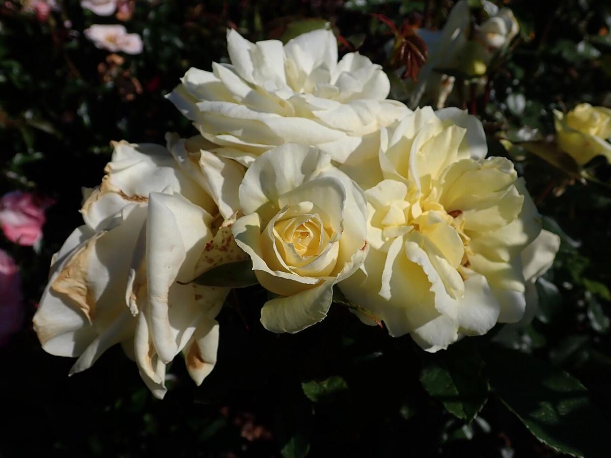 Rosier 'Limona'