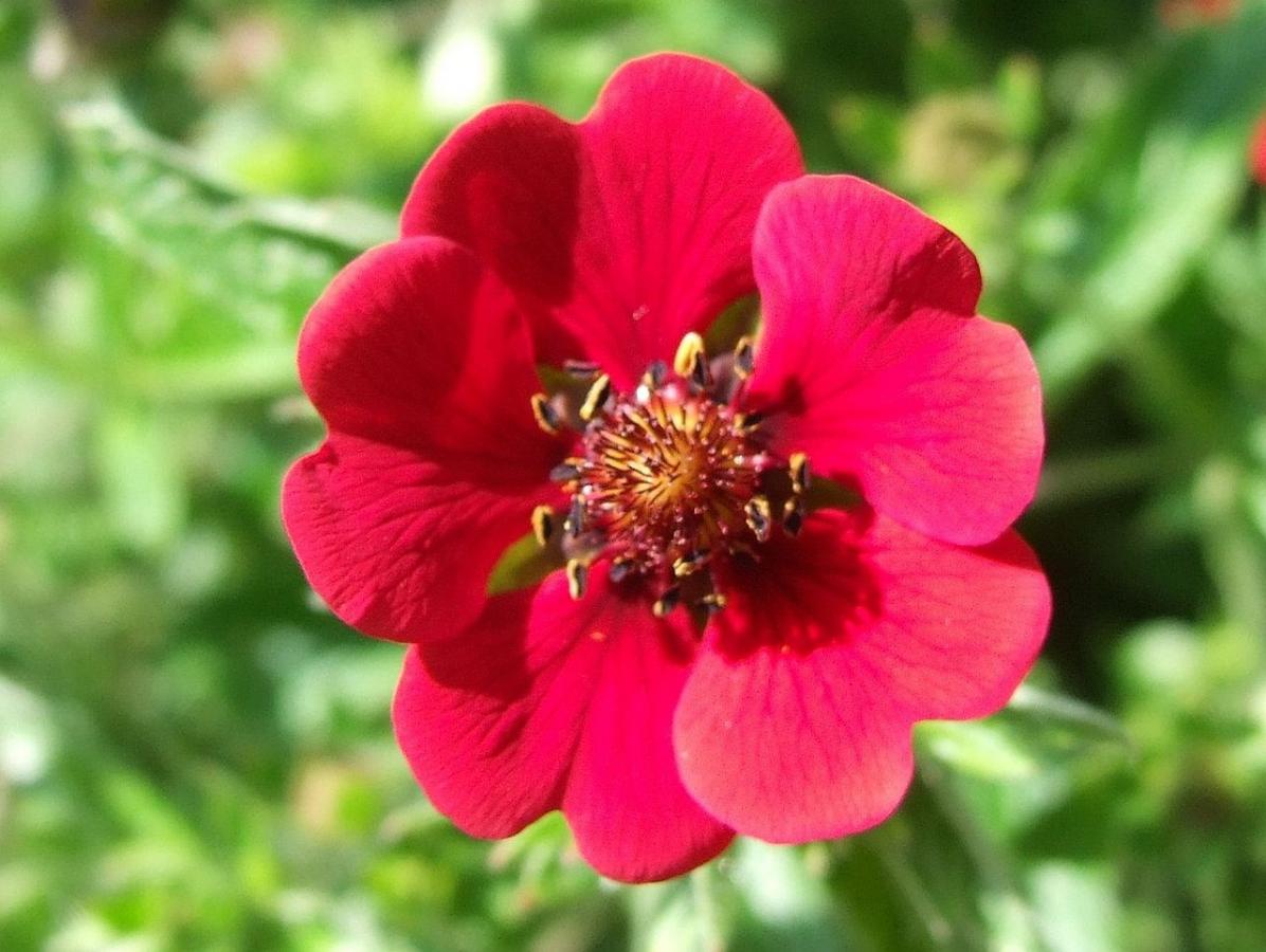 Potentille sanguine