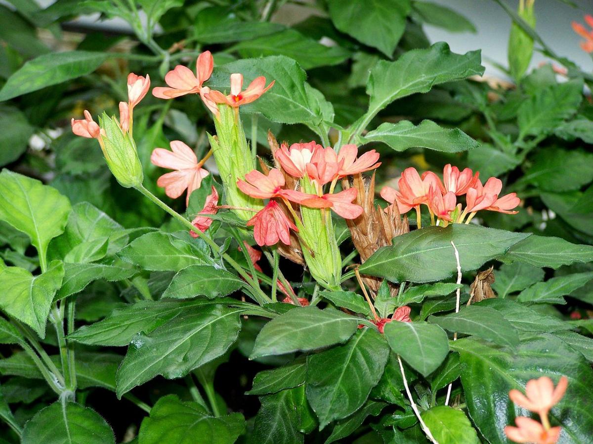 Crossandra du Nil