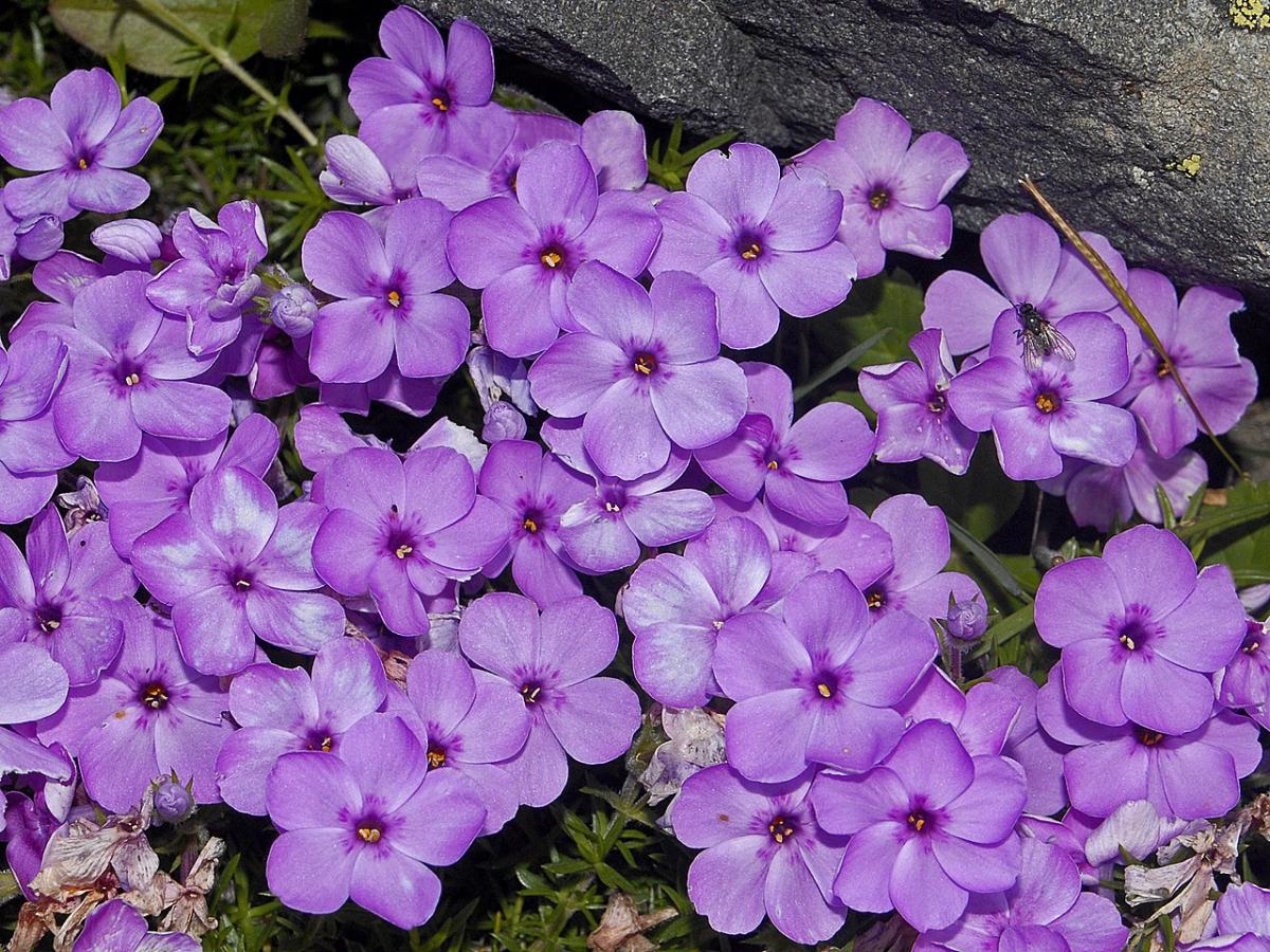 Phlox de Douglas