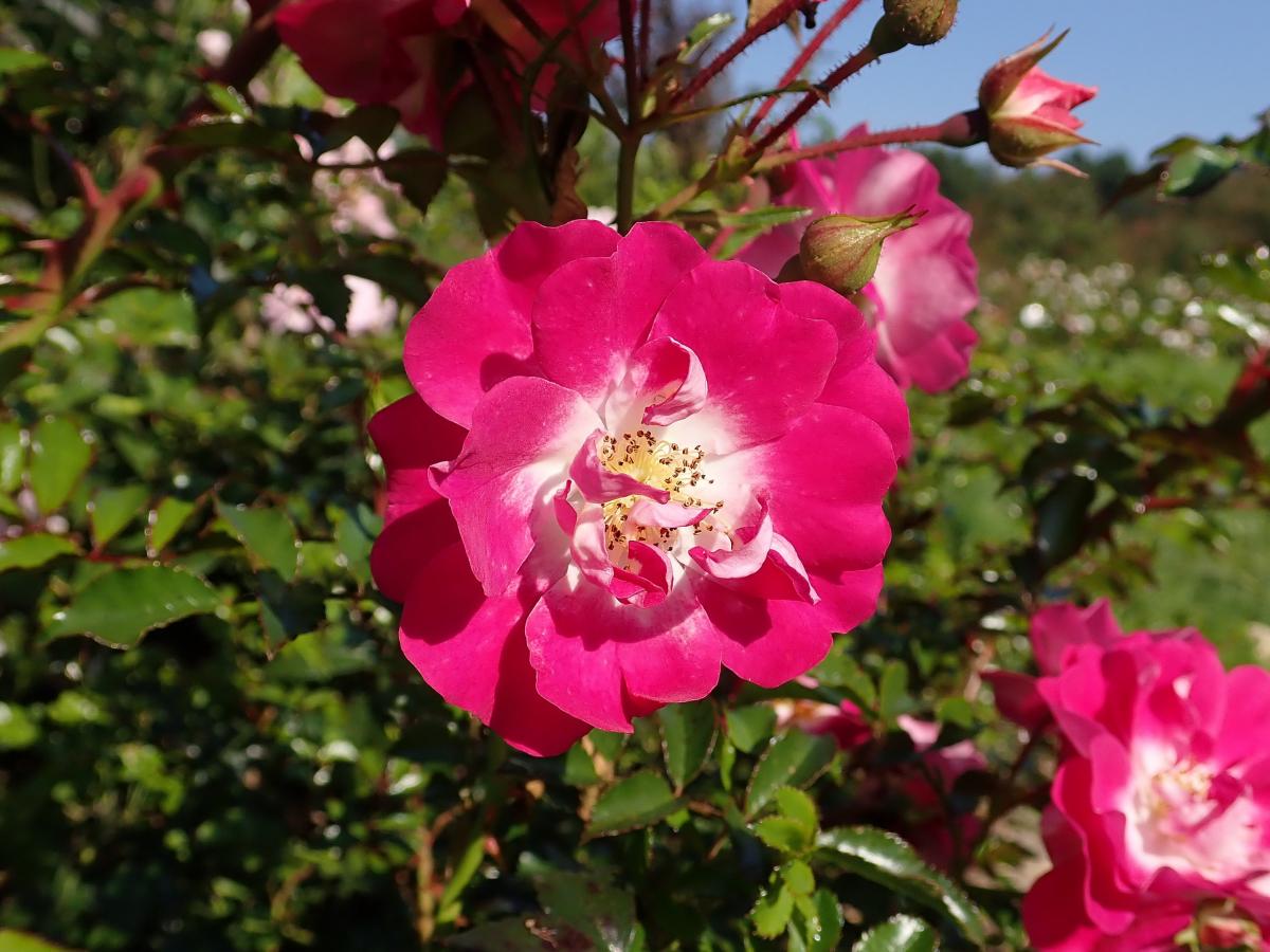 Rosier 'Lipstick'