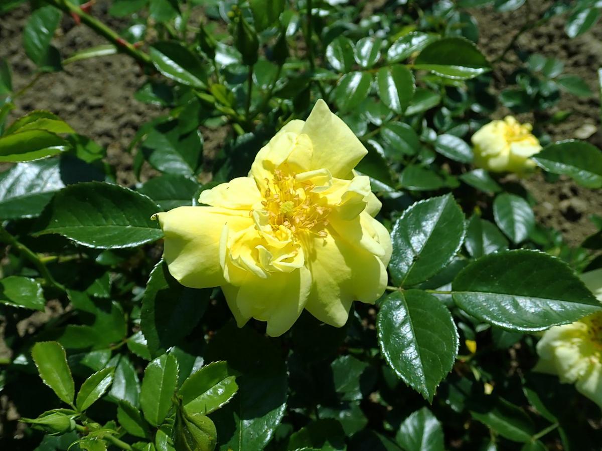 Rosier 'Loredo'
