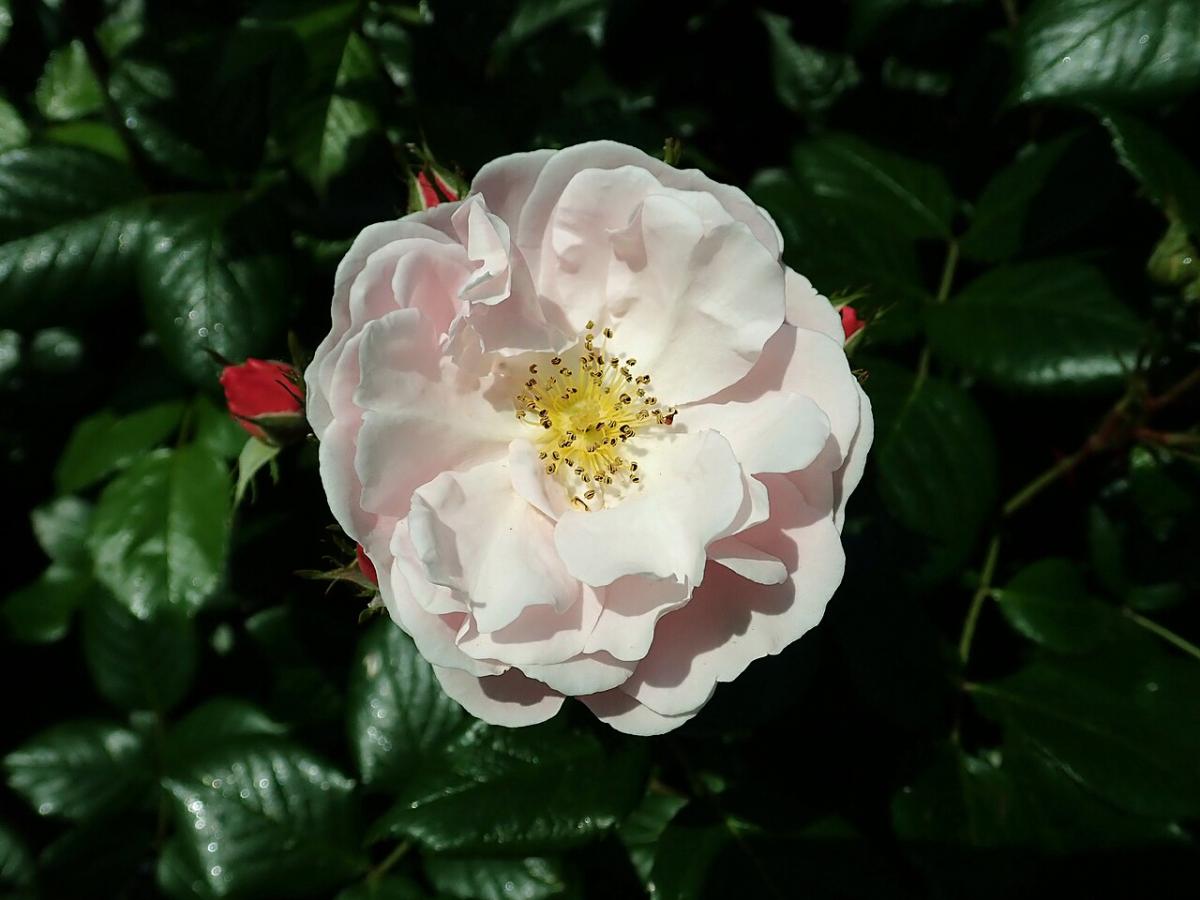 Rosier 'Mademoiselle'