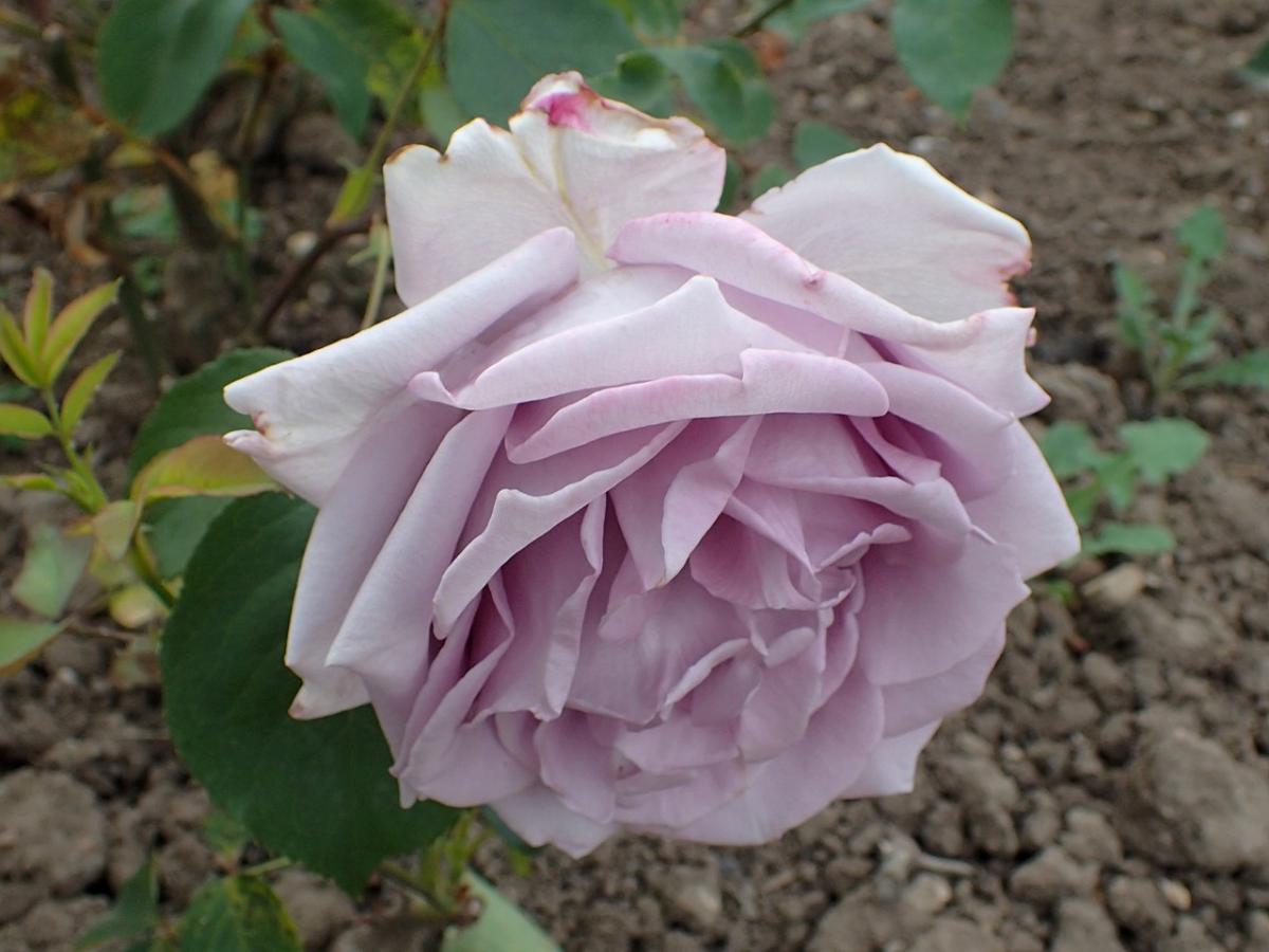 Rosier 'Mainzer Fastnacht'