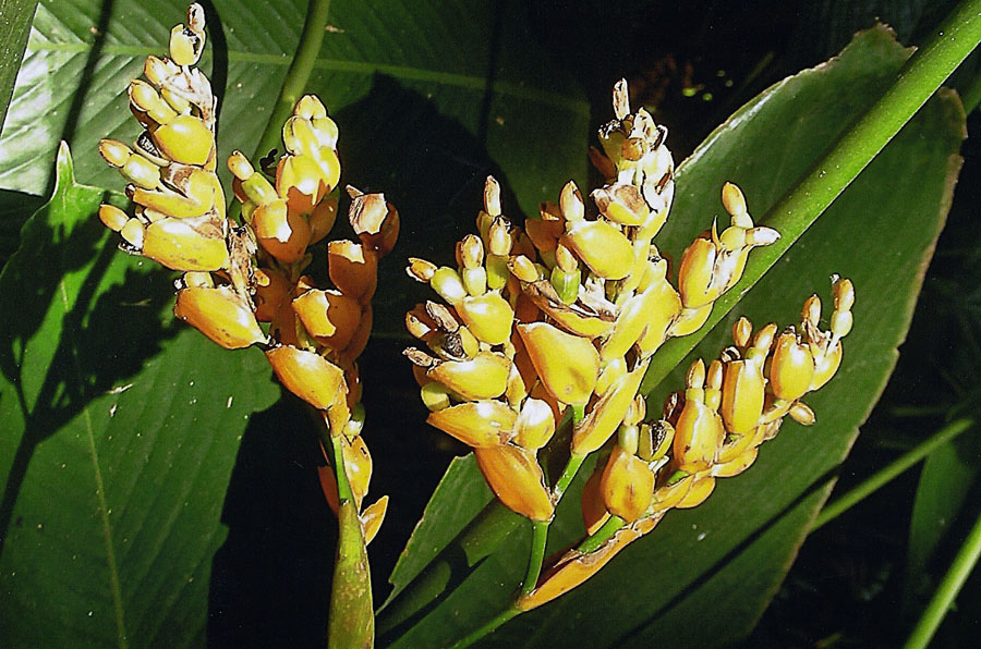 Cténanthe dasycarpa