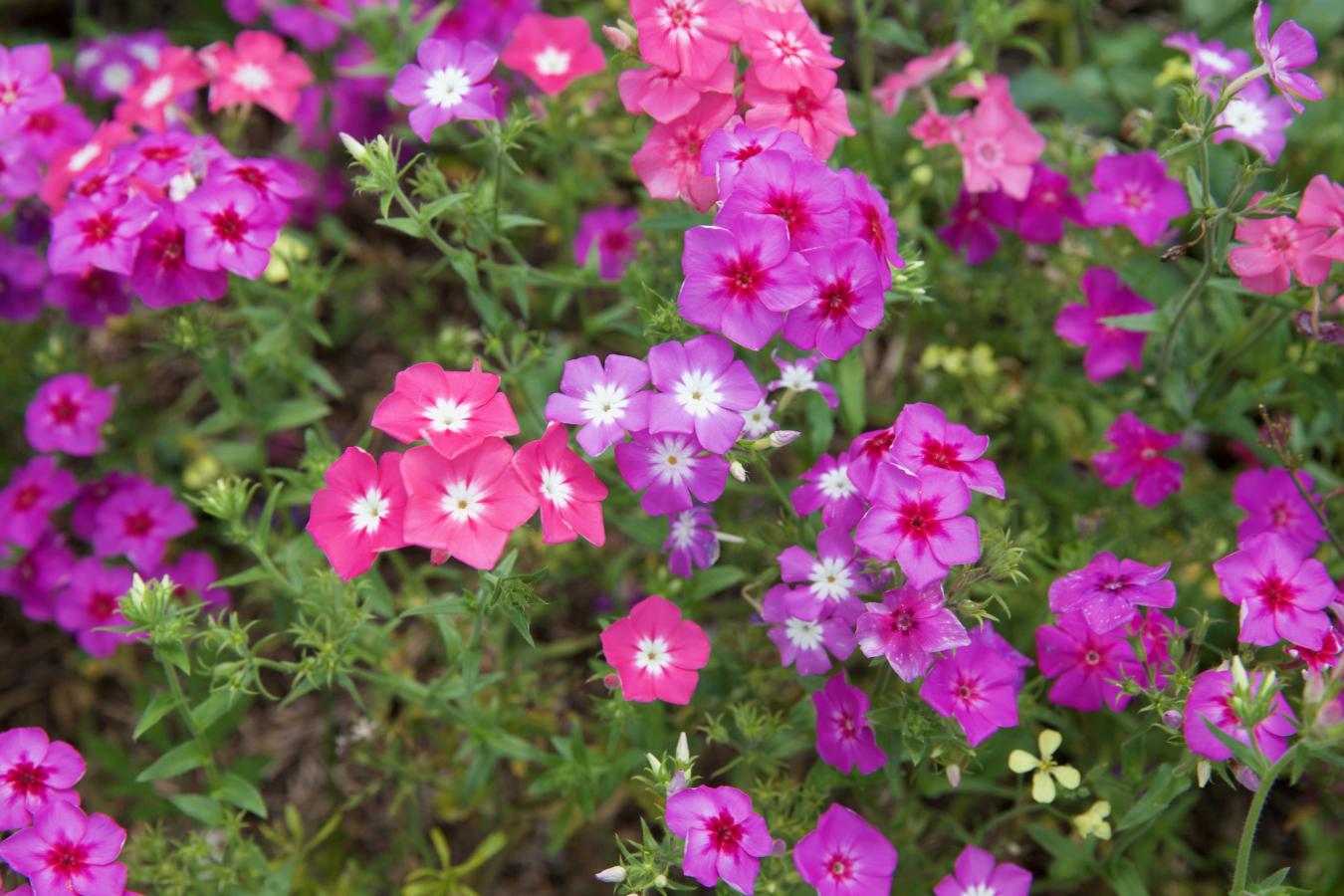 Phlox de Drummond