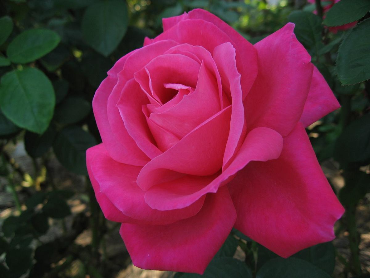 Rosier 'Maria Callas'