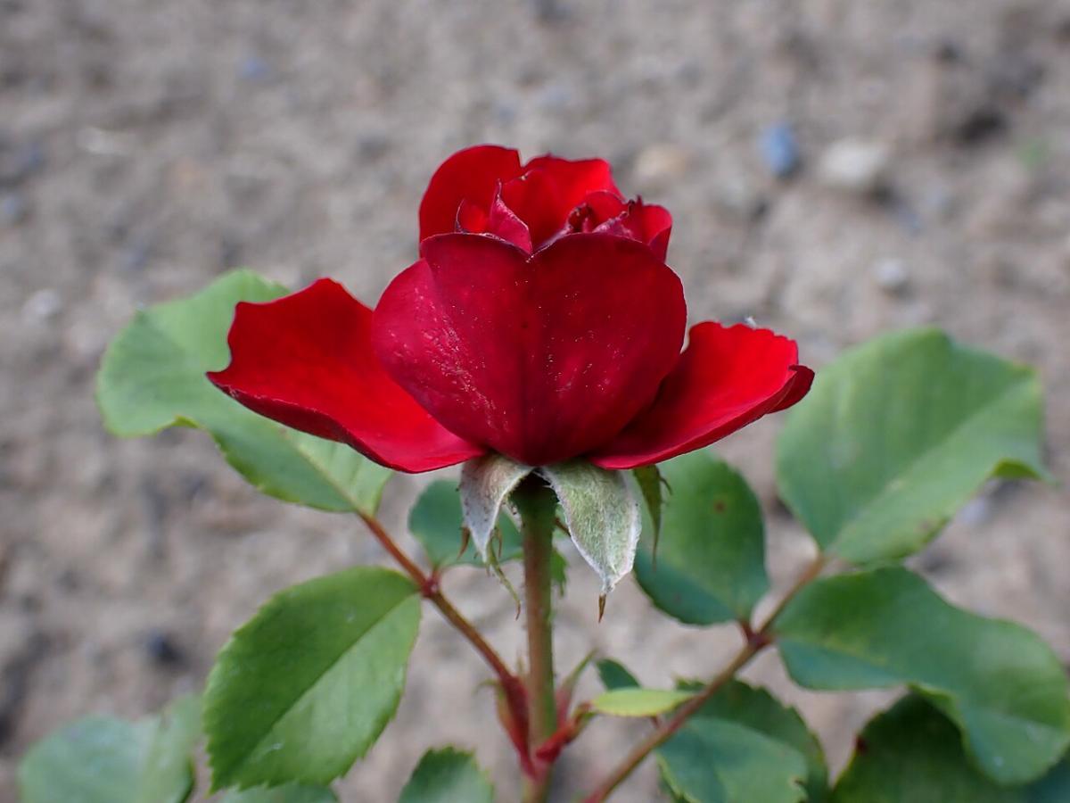 Rosier 'Marlena'
