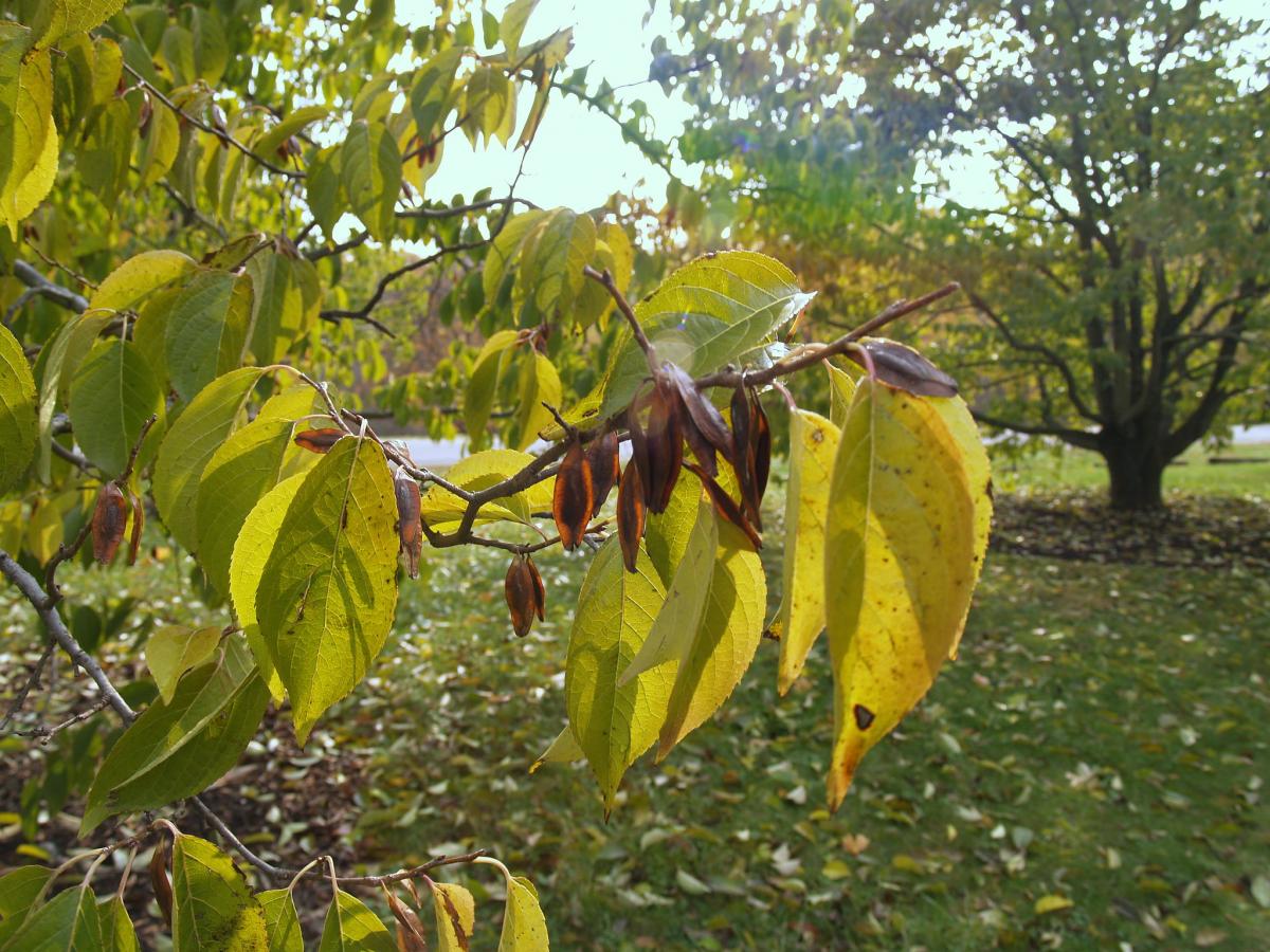 Arbre à gomme