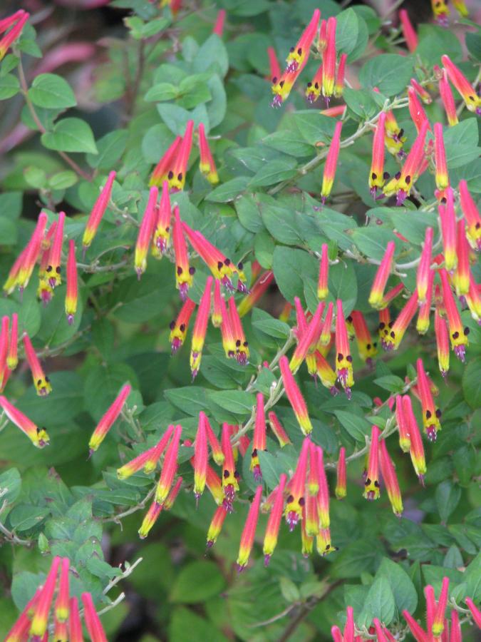 Cuphéa cyanea