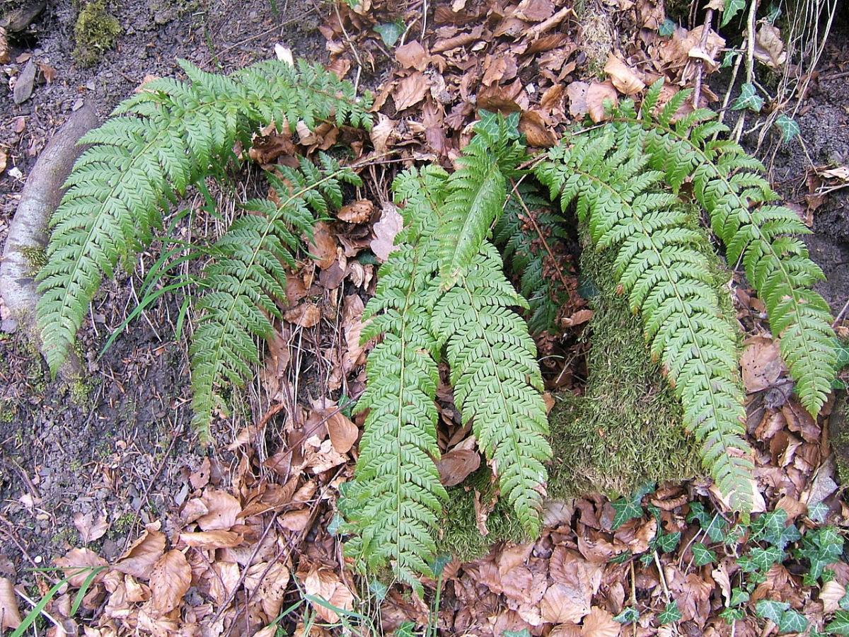Polystic à aiguillons
