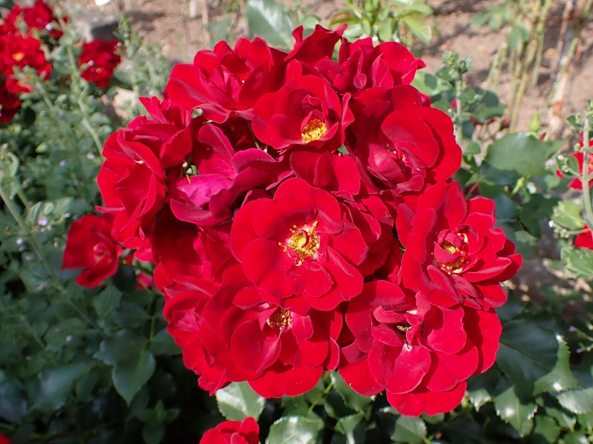Rosier 'Marondo'