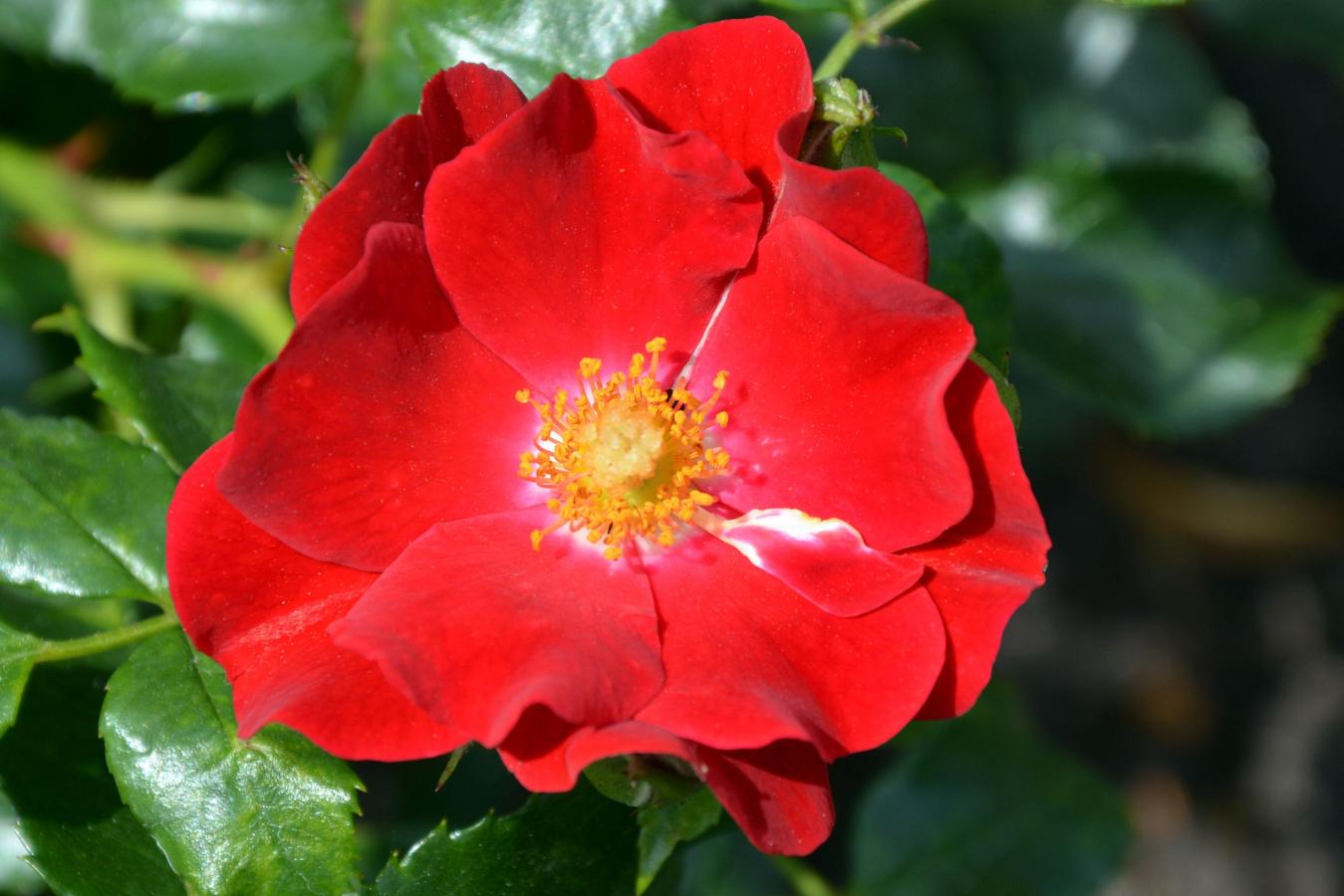 Rosier 'Matador'