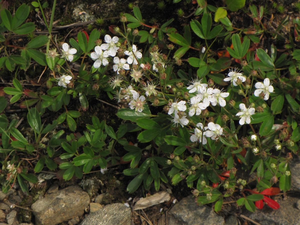 Potentille tridentée
