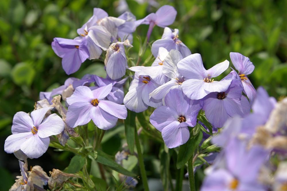 Phlox à stolons