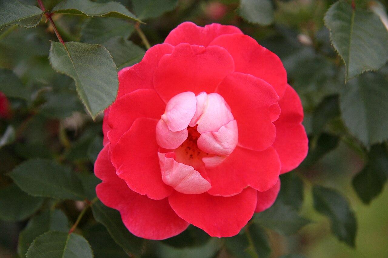 Rosier 'Matangi'
