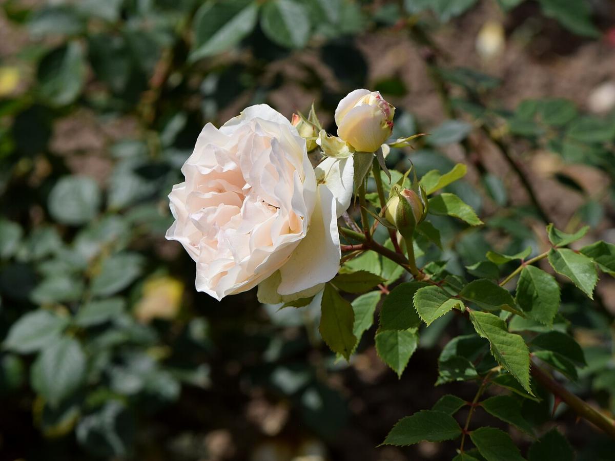 Rosier 'Matthias Claudius'