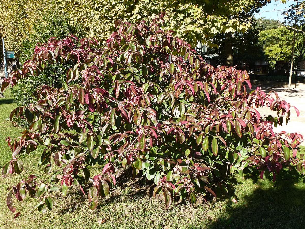 Fusain à grandes fleurs