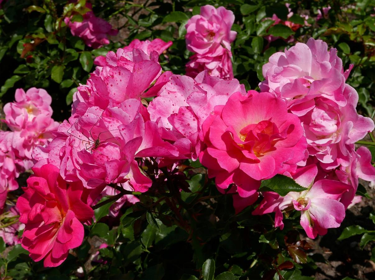 Rosier 'Maxi Vita'