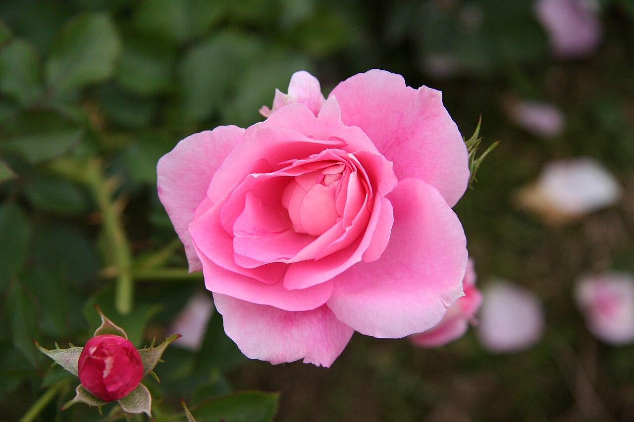 Rosier 'Mazurka'