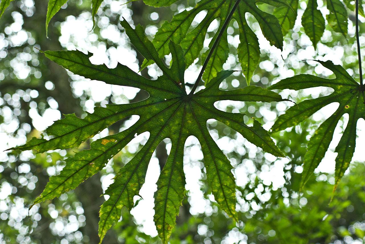 Faux-aralia de Taïwan