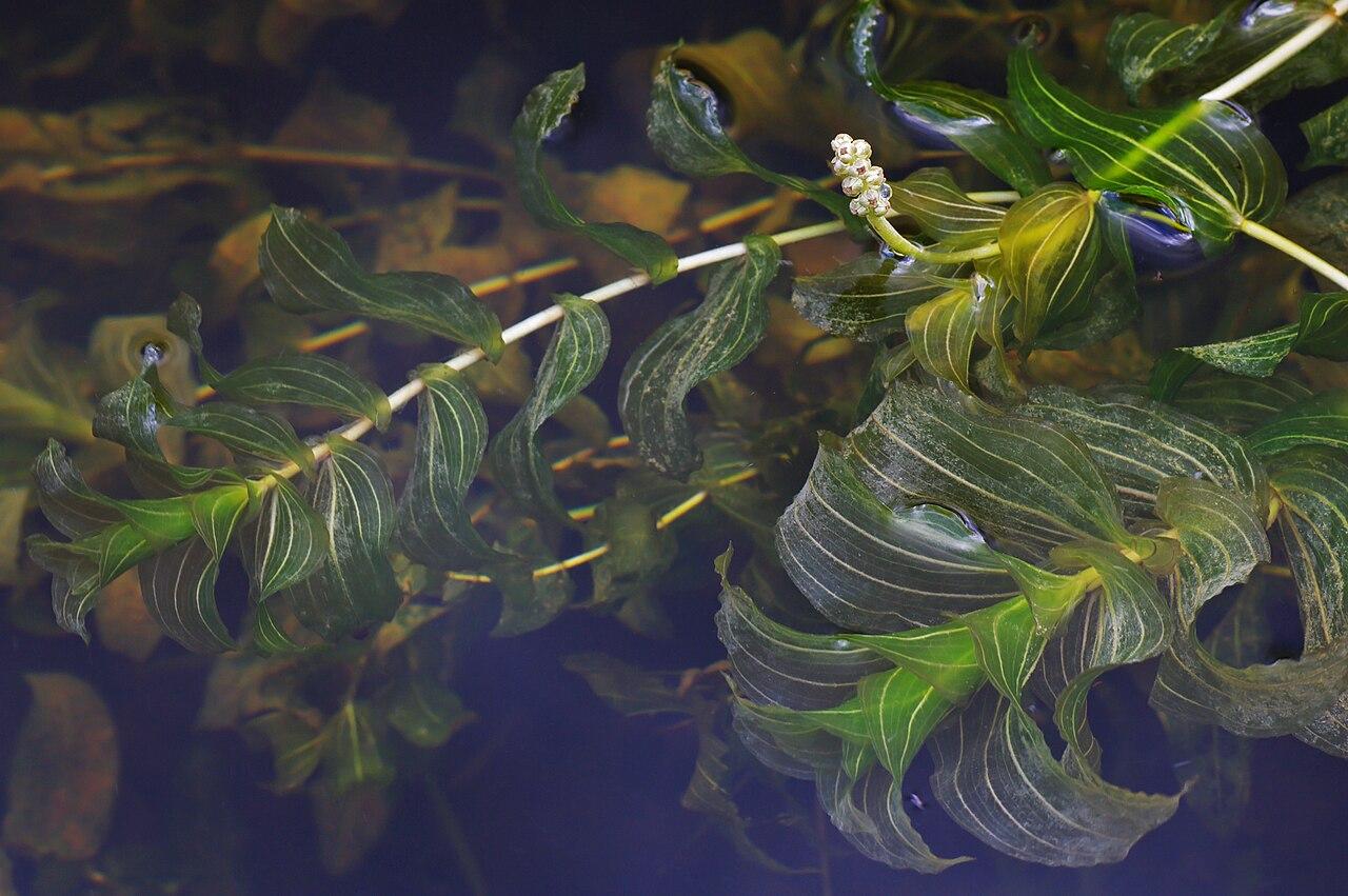 Potamot perfolié
