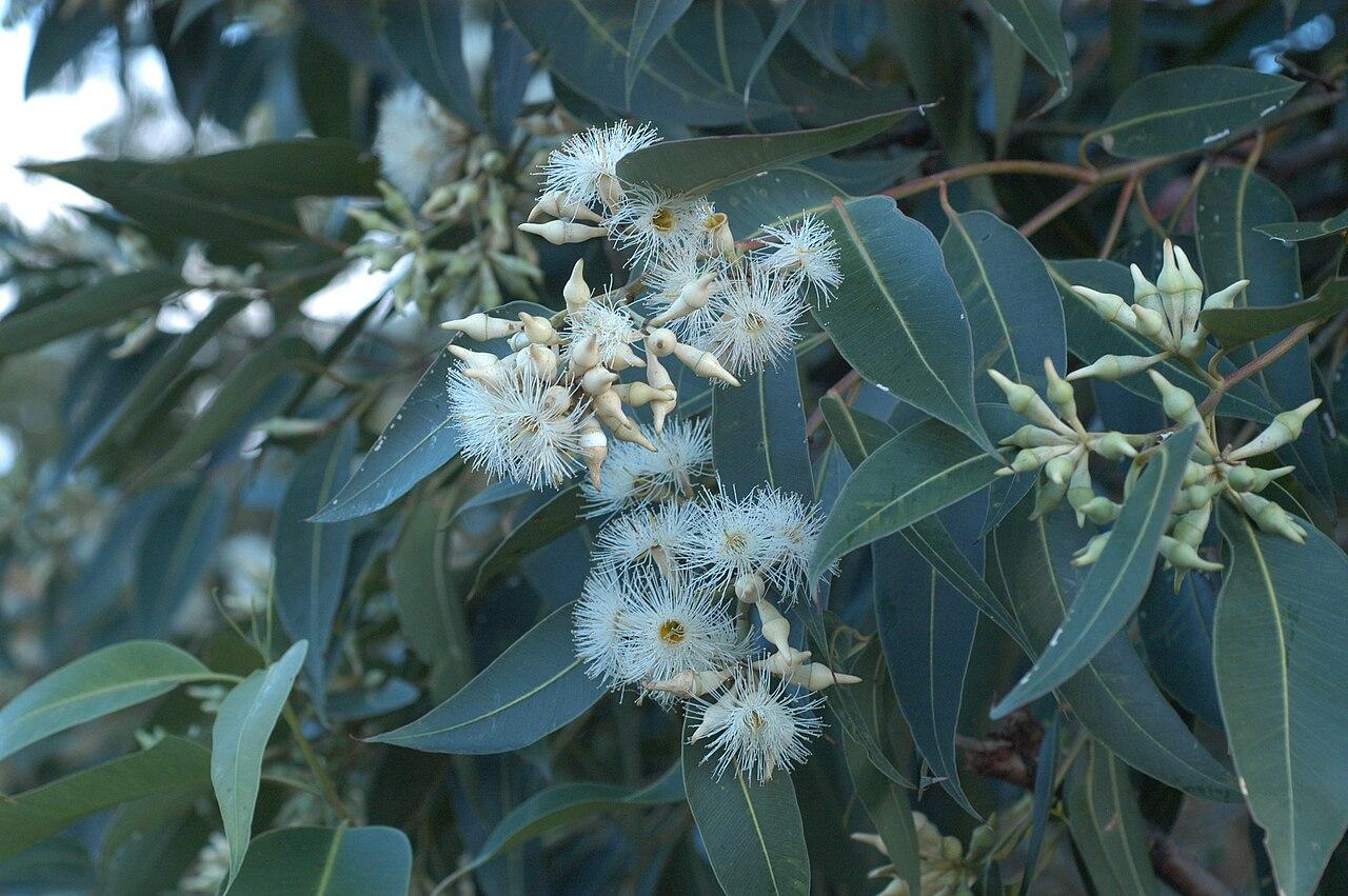 Gommier robuste