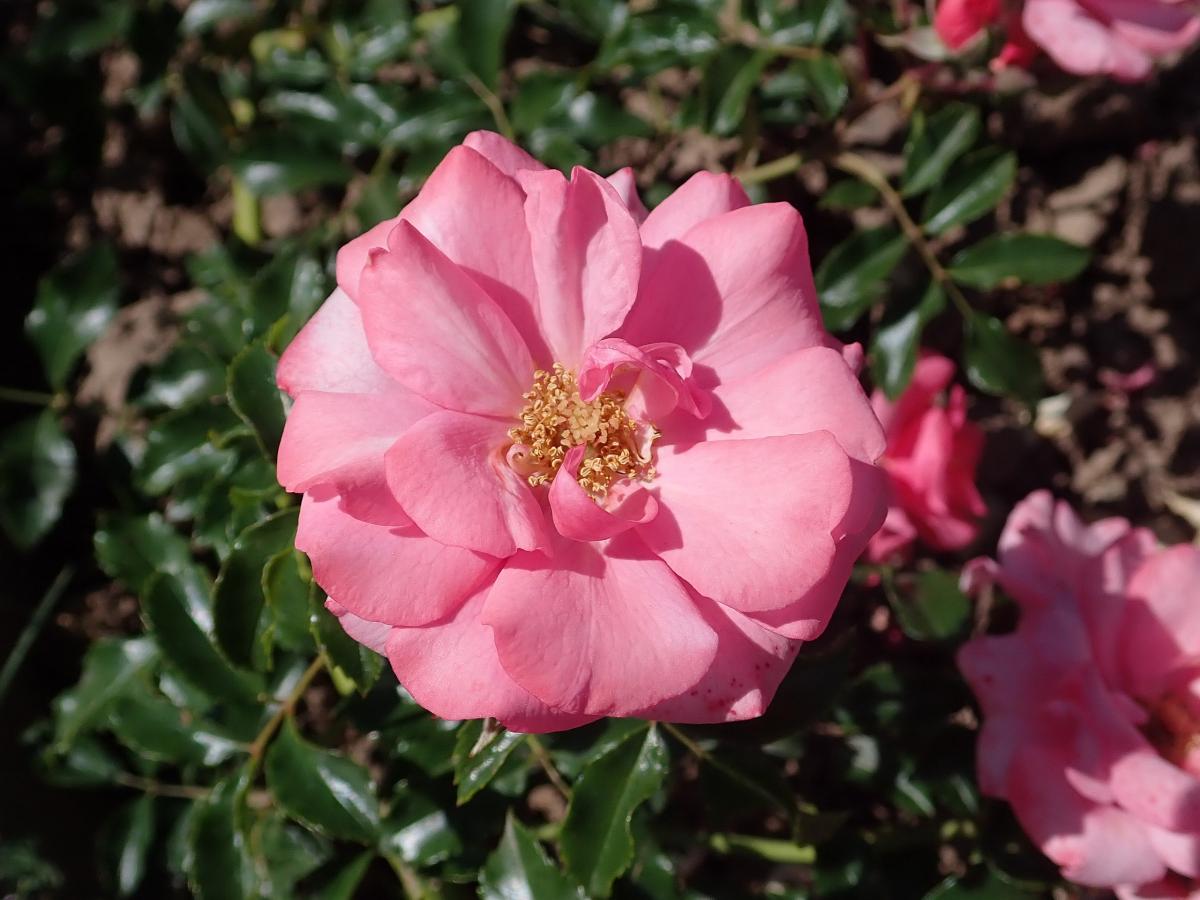Rosier 'Medley Pink'