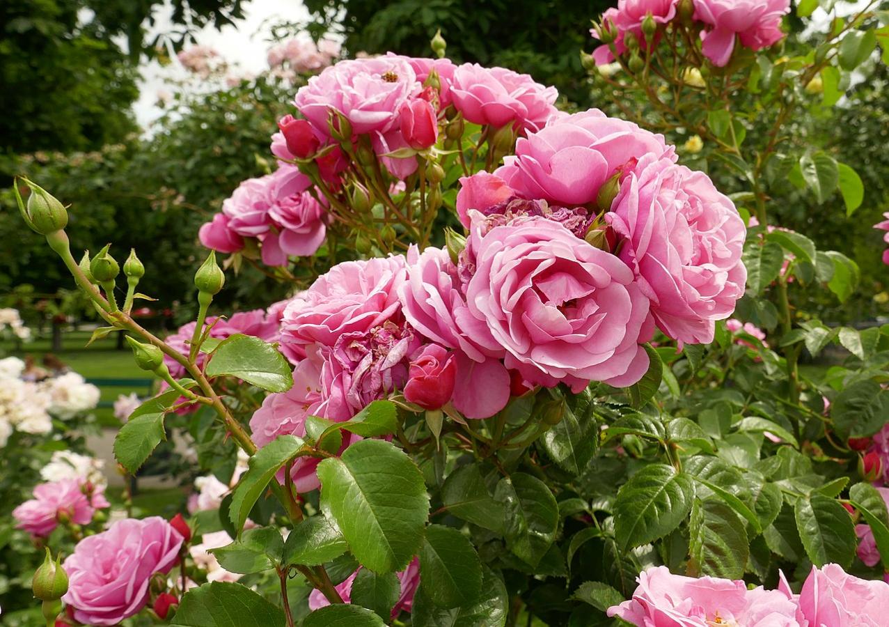 Rosier 'Medusa'
