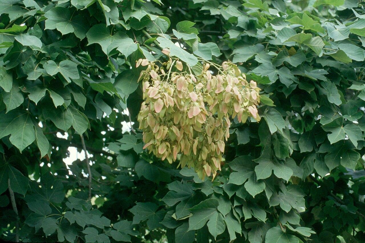 Sterculier à feuilles de platane