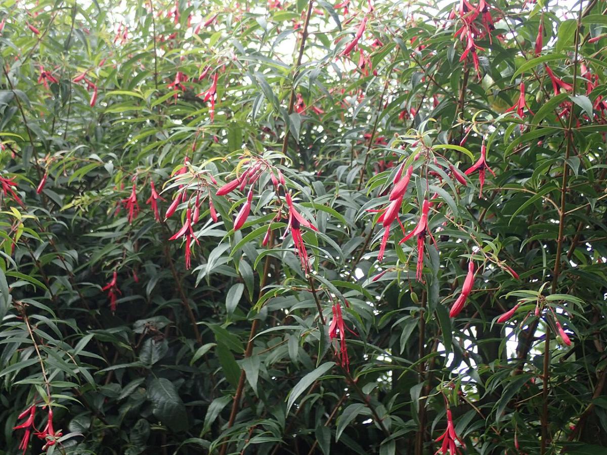 Fuchsia de Hatschbach