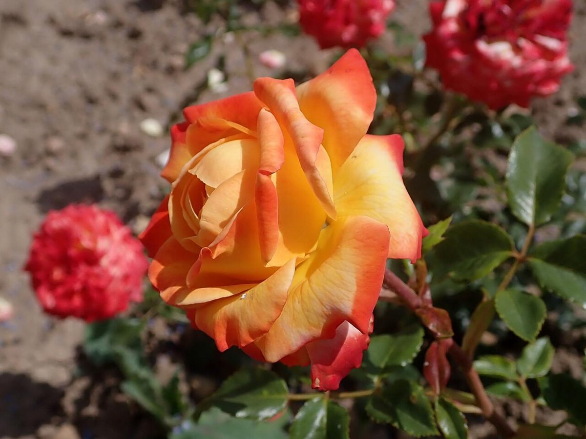 Rosier 'Meteor'