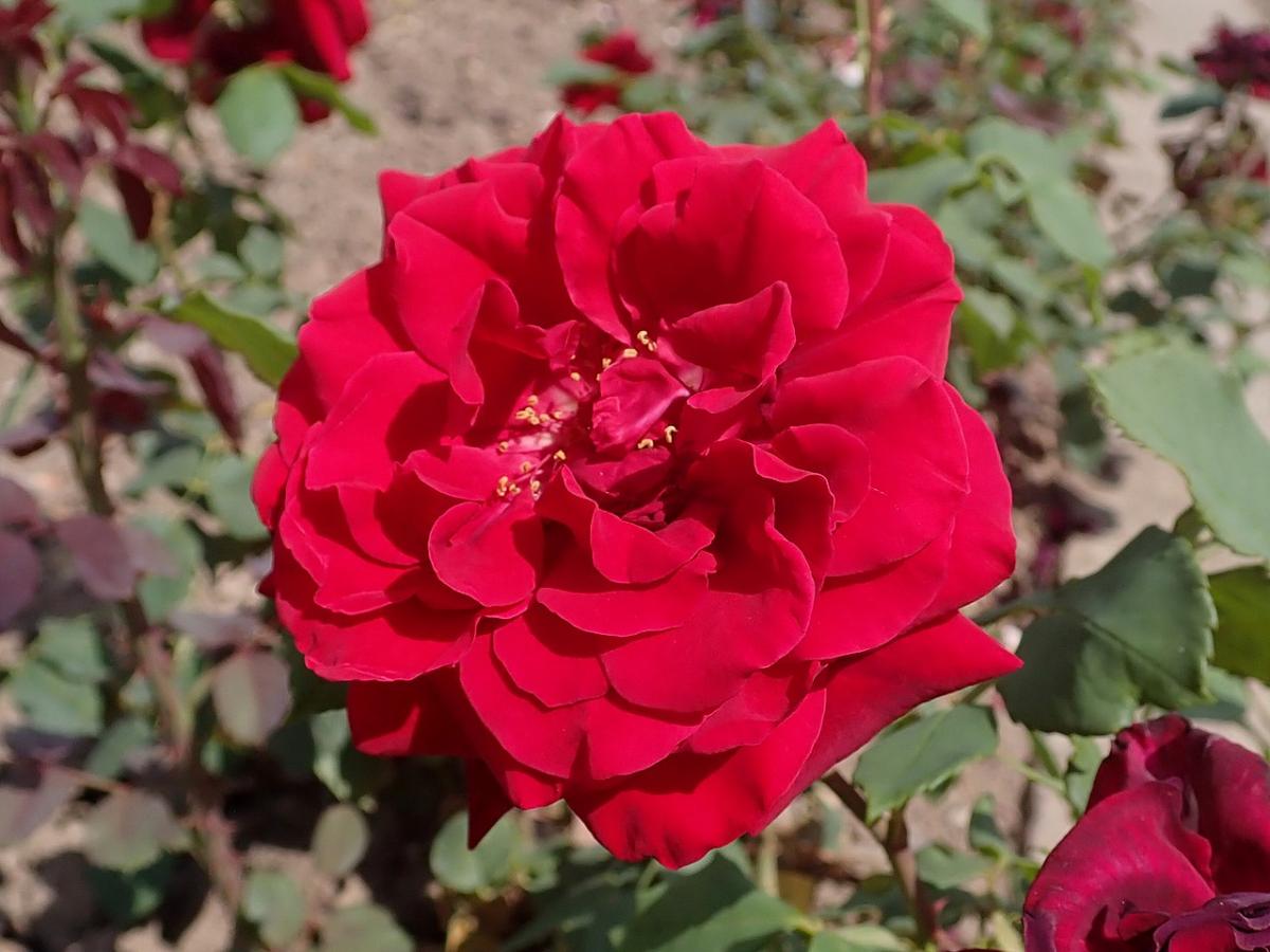 Rosier 'Mildred Scheel'