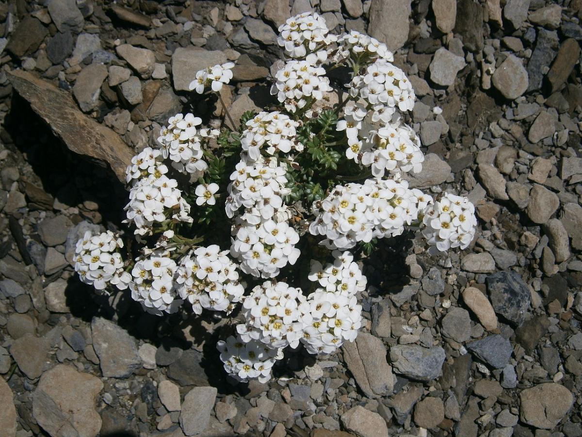 Cresson de chamois