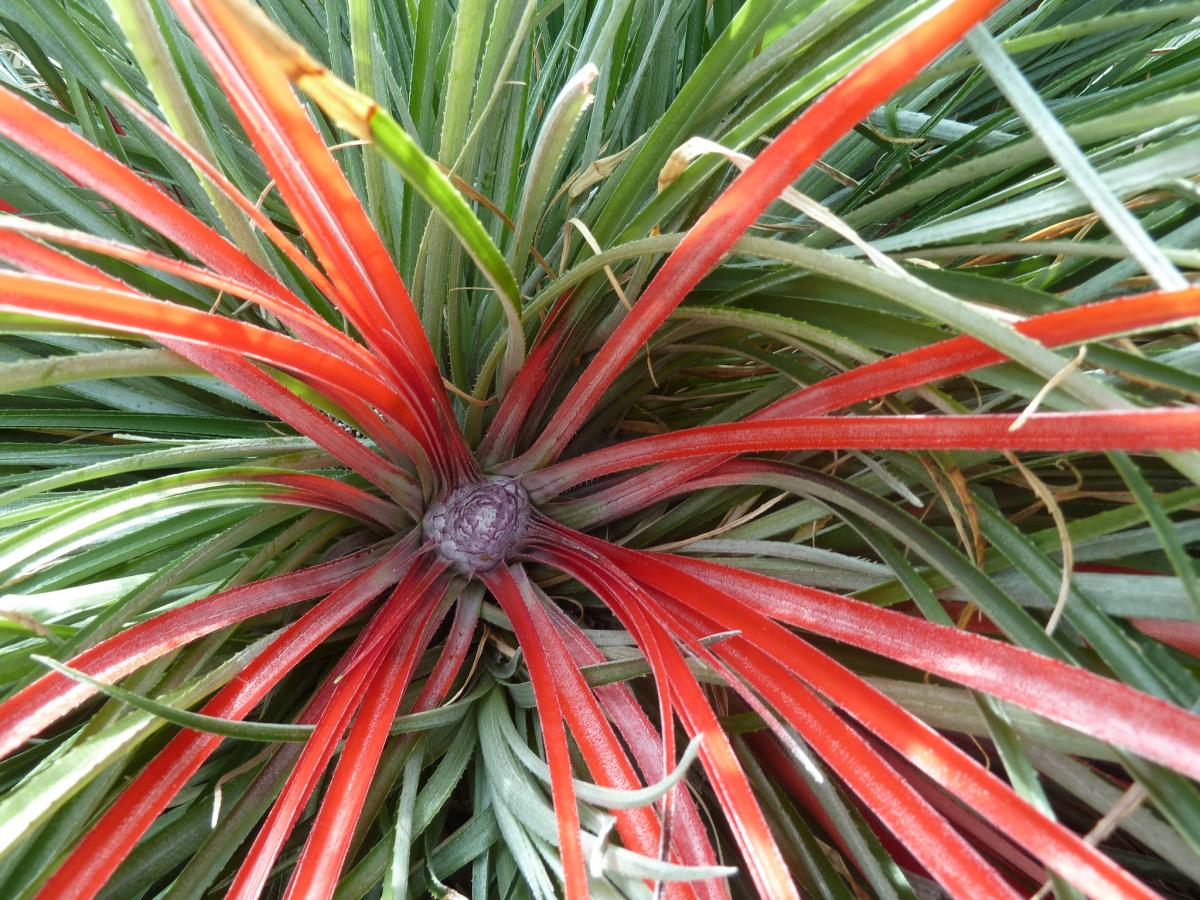 Fascicularia pitcairniifolia