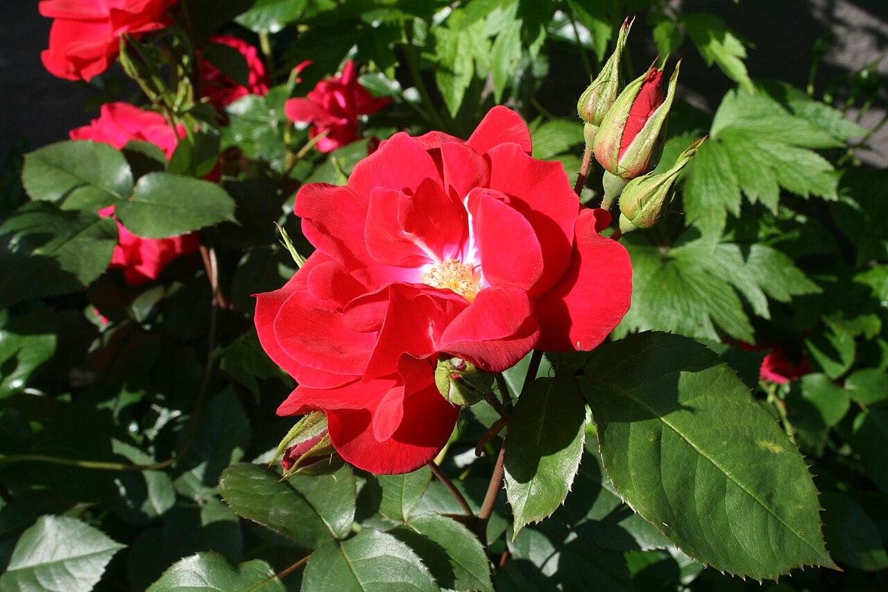 Rosier 'Olala'