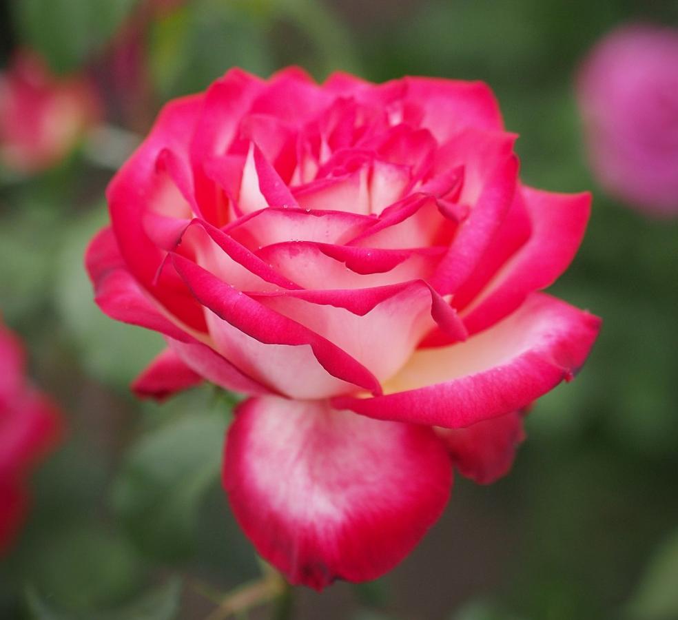 Rosier 'Neue Revue'
