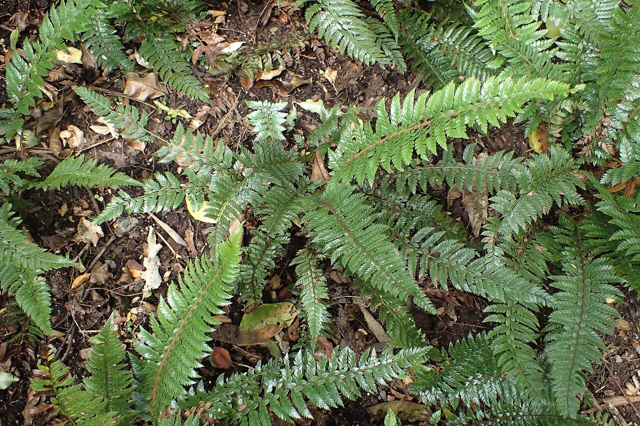 Polystic rigens