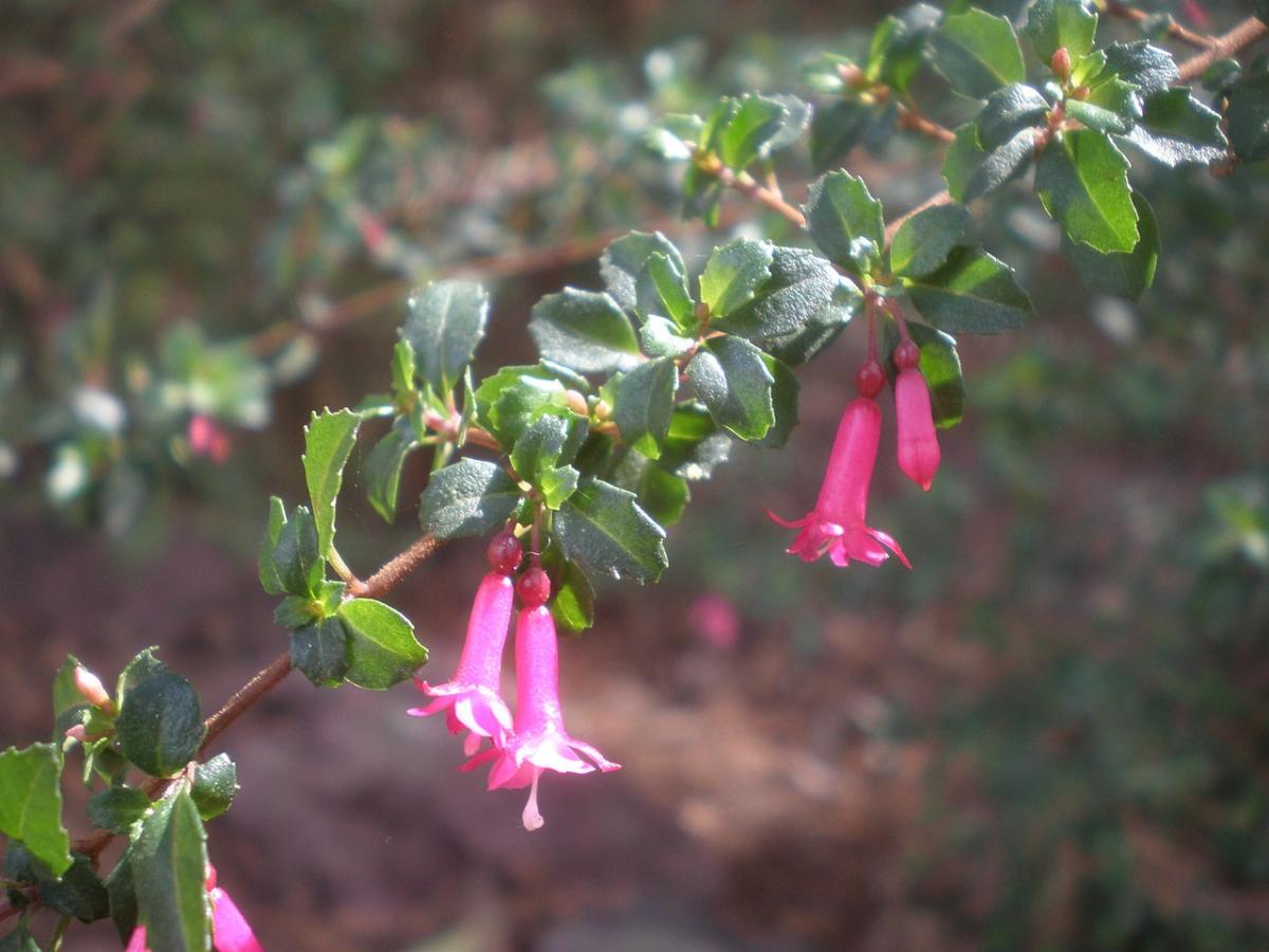 Fuchsia à petites feuilles