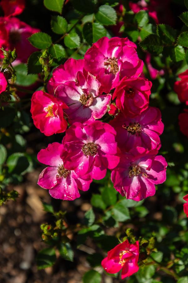 Rosier 'Pink Emely'