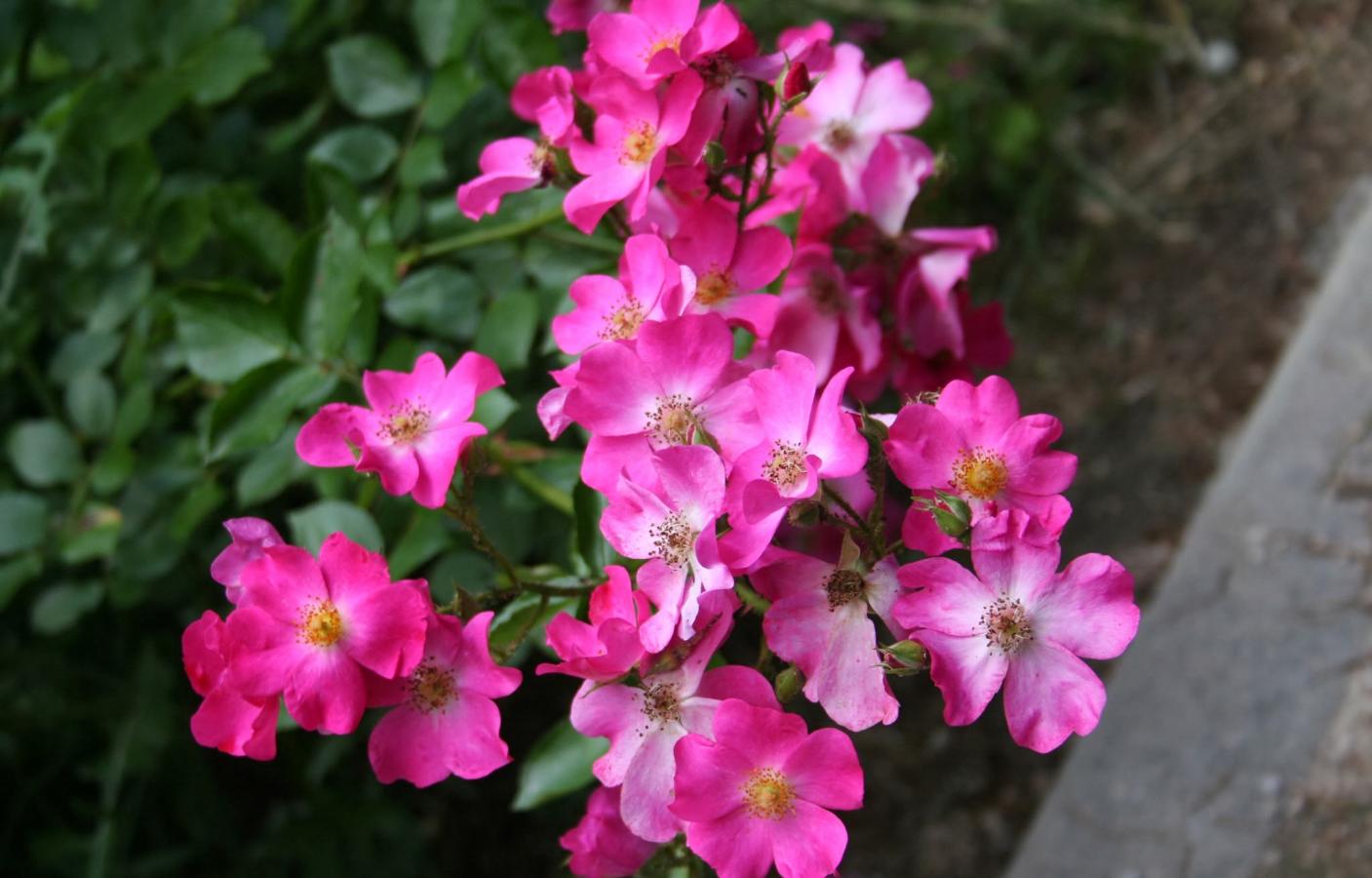 Rosier 'Rosy Carpet'