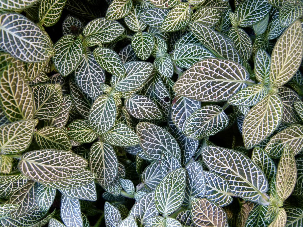 Fittonia argyroneura