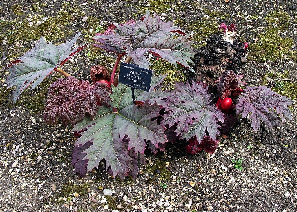 Rhubarbe palmée